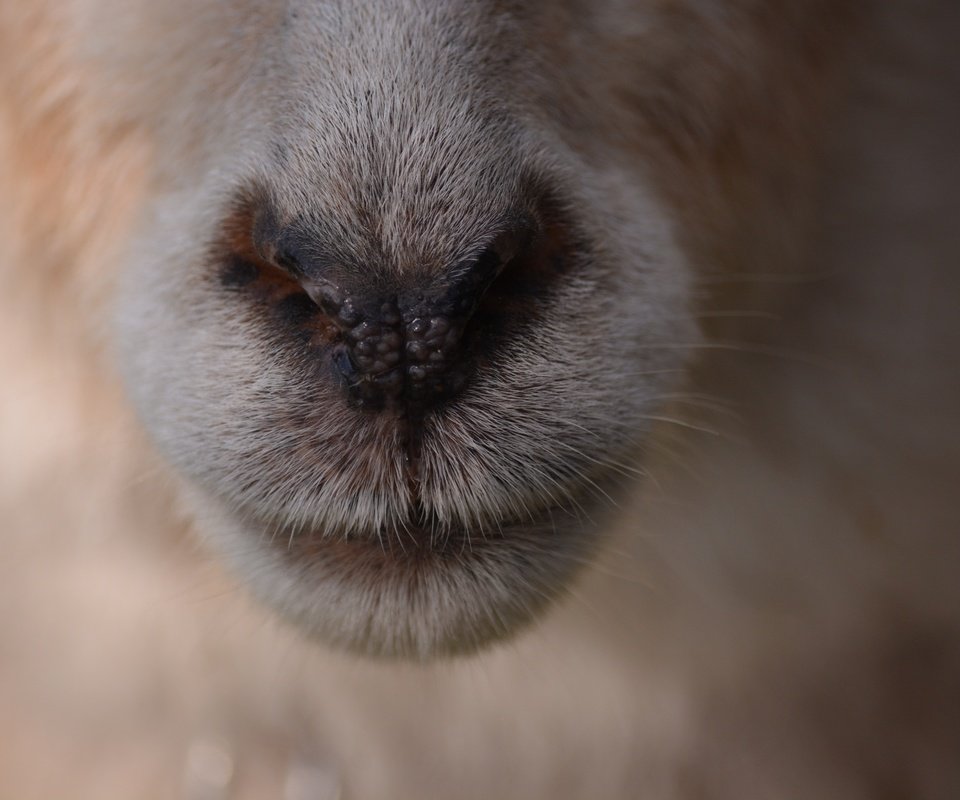 Обои шерсть, нос, овечка, крупным планом, овца, wool, nose, sheep, closeup разрешение 6000x4000 Загрузить