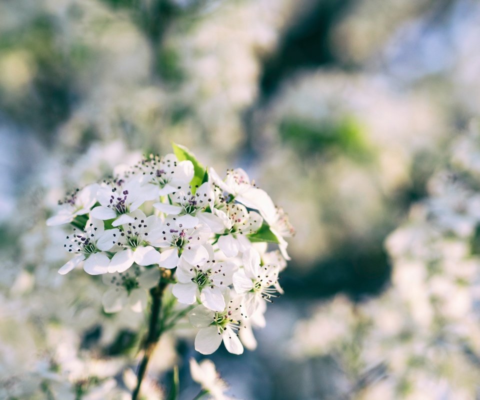 Обои цветы, ветка, цветение, размытость, весна, боке, flowers, branch, flowering, blur, spring, bokeh разрешение 4608x3456 Загрузить