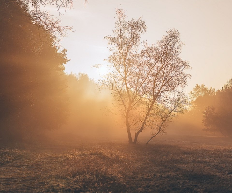 Обои свет, деревья, растения, пейзаж, парк, утро, light, trees, plants, landscape, park, morning разрешение 1971x1121 Загрузить