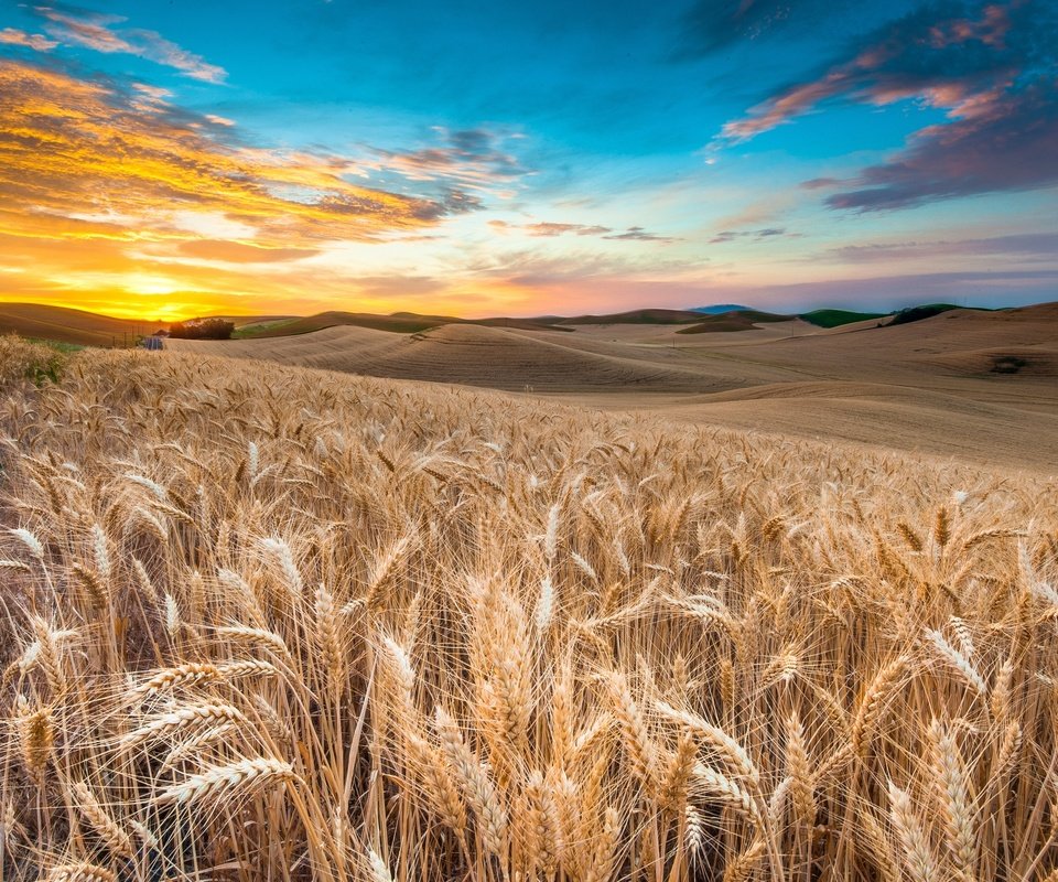 Обои небо, облака, природа, закат, пейзаж, поле, колосья, пшеница, the sky, clouds, nature, sunset, landscape, field, ears, wheat разрешение 2560x1600 Загрузить