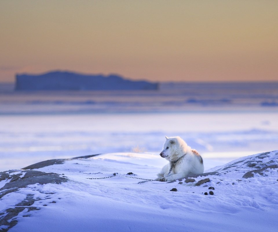 Обои снег, природа, зима, собака, друг, пес, snow, nature, winter, dog, each разрешение 2560x1707 Загрузить