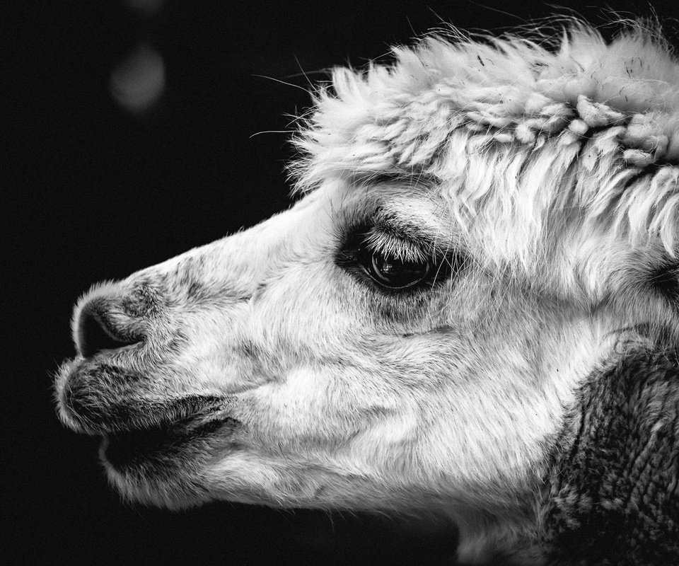 Обои чёрно-белое, животное, голова, верблюд, лама, крупным планом, альпака, black and white, animal, head, camel, lama, closeup, alpaca разрешение 1920x1080 Загрузить