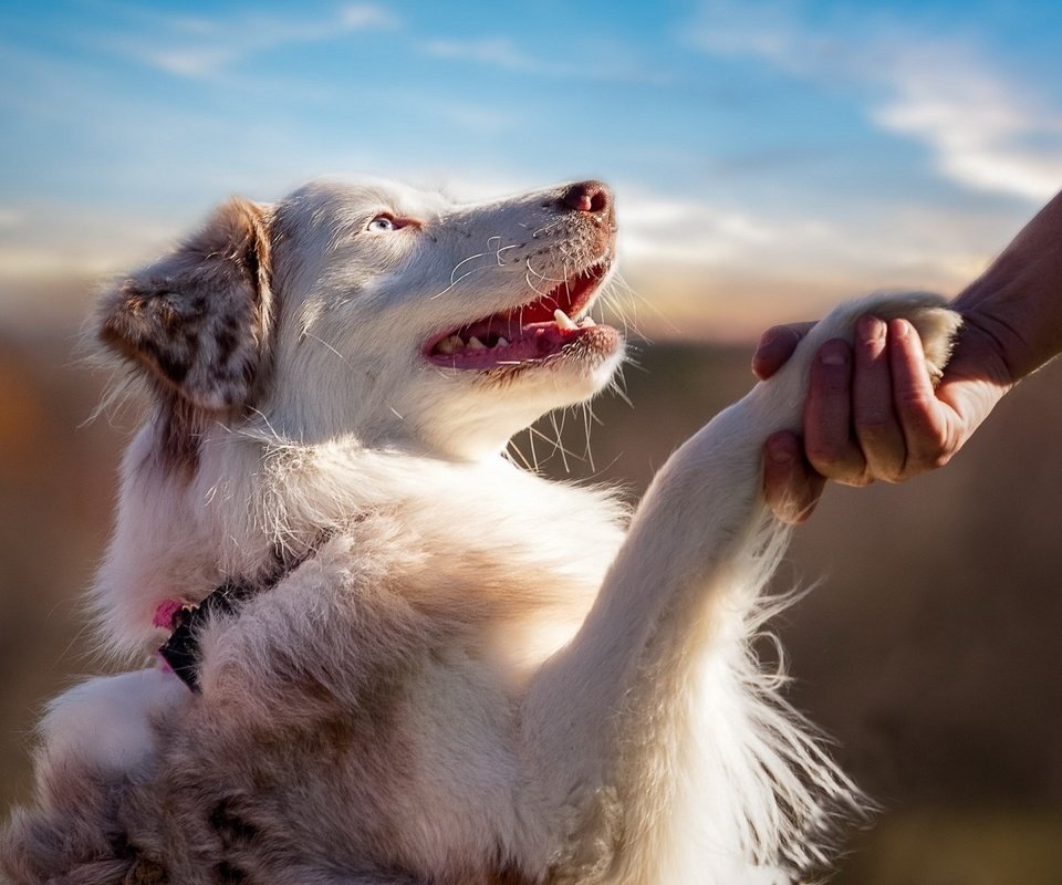 Обои рука, человек, собака, профиль, лапа, австралийская овчарка, hand, people, dog, profile, paw, australian shepherd разрешение 1920x1200 Загрузить