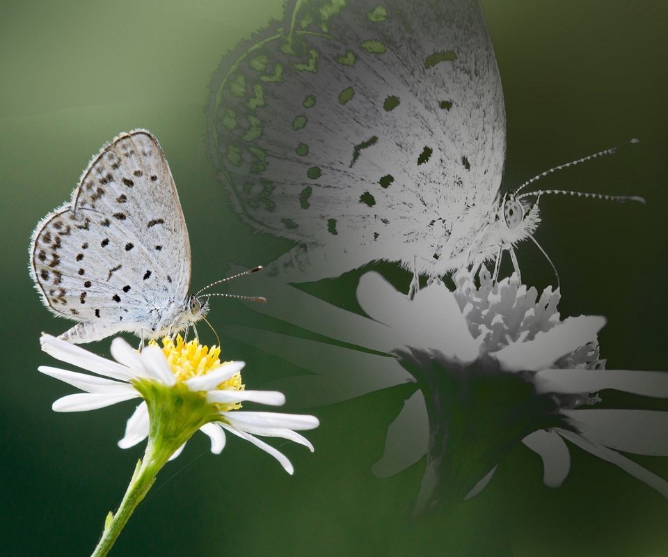 Обои насекомое, отражение, цветок, бабочка, крылья, ромашка, insect, reflection, flower, butterfly, wings, daisy разрешение 1920x1200 Загрузить