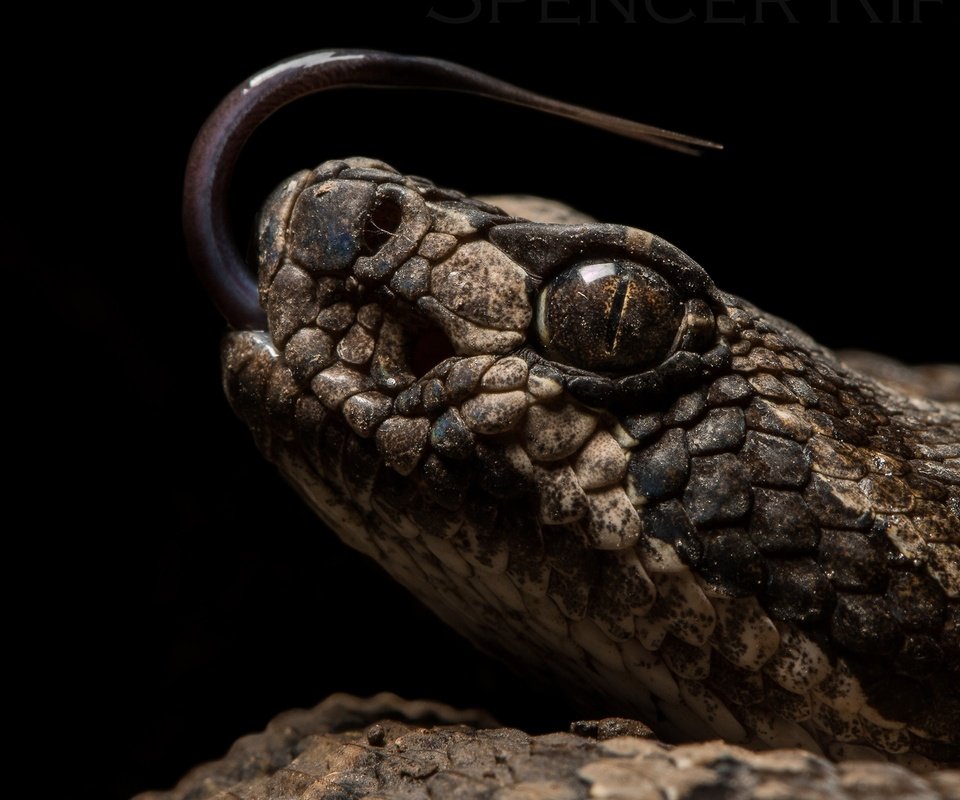 Обои змея, черный фон, рептилия, пресмыкающиеся, snake, black background, reptile, reptiles разрешение 2560x1600 Загрузить