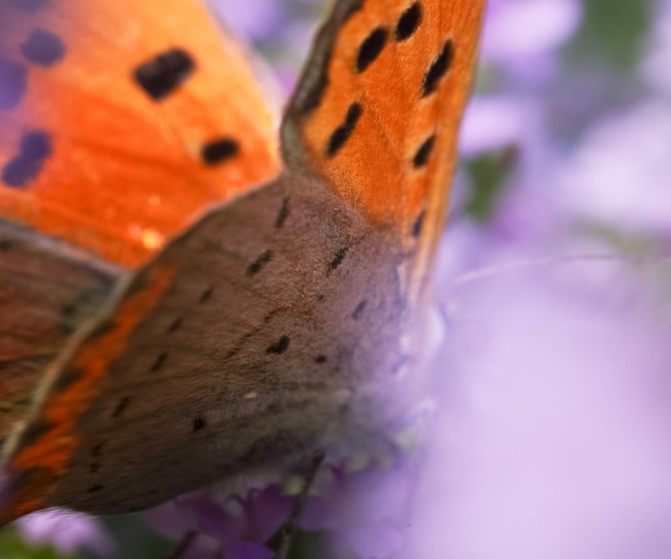 Обои макро, насекомое, бабочка, крылья, macro, insect, butterfly, wings разрешение 1920x1200 Загрузить