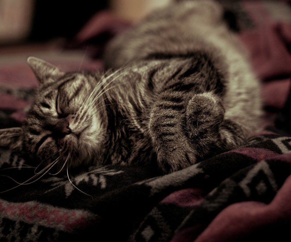 Обои фон, кот, усы, кошка, спит, уют, покрывало, background, cat, mustache, sleeping, comfort, blanket разрешение 1920x1280 Загрузить