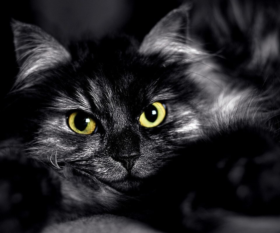Обои глаза, кот, мордочка, взгляд, чёрно-белое, пушистый, черный, eyes, cat, muzzle, look, black and white, fluffy, black разрешение 1920x1200 Загрузить