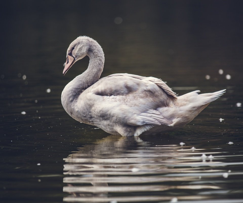 Обои вода, природа, крылья, птица, клюв, лебедь, water, nature, wings, bird, beak, swan разрешение 5518x3679 Загрузить