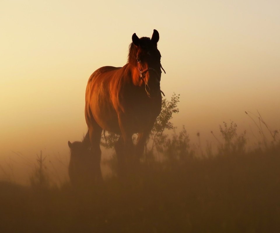 Обои лошадь, восход, утро, рассвет, конь, грива, степь, жеребенок, horse, sunrise, morning, dawn, mane, the steppe, foal разрешение 1920x1080 Загрузить