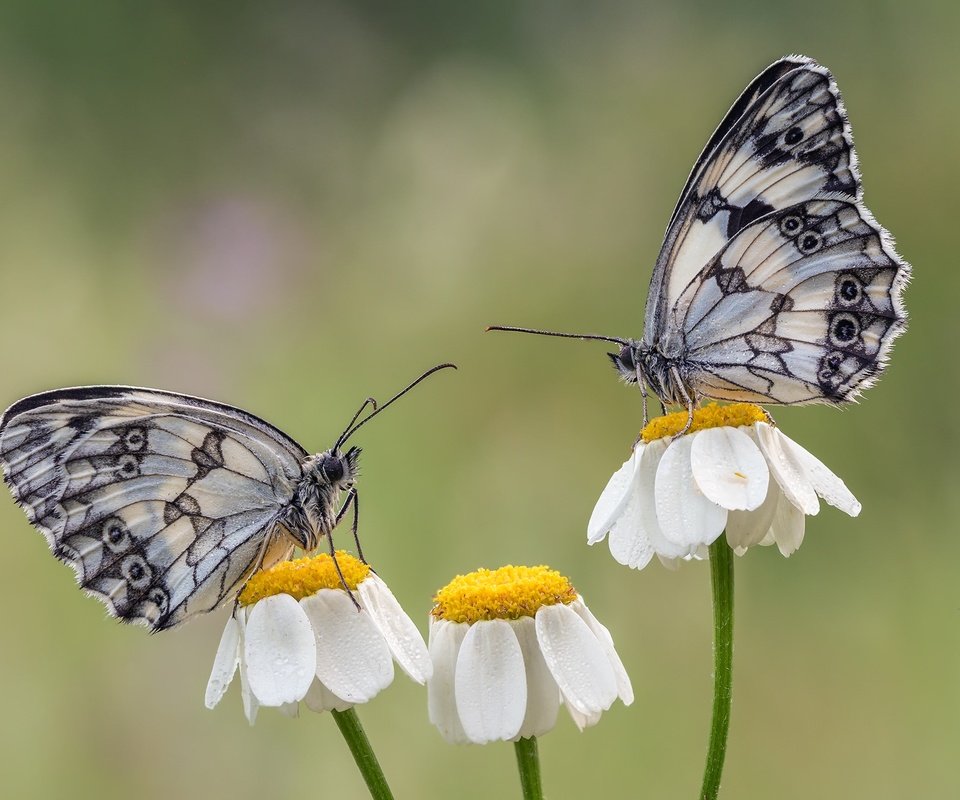 Обои цветы, крылья, насекомые, ромашки, бабочки, flowers, wings, insects, chamomile, butterfly разрешение 2048x1463 Загрузить