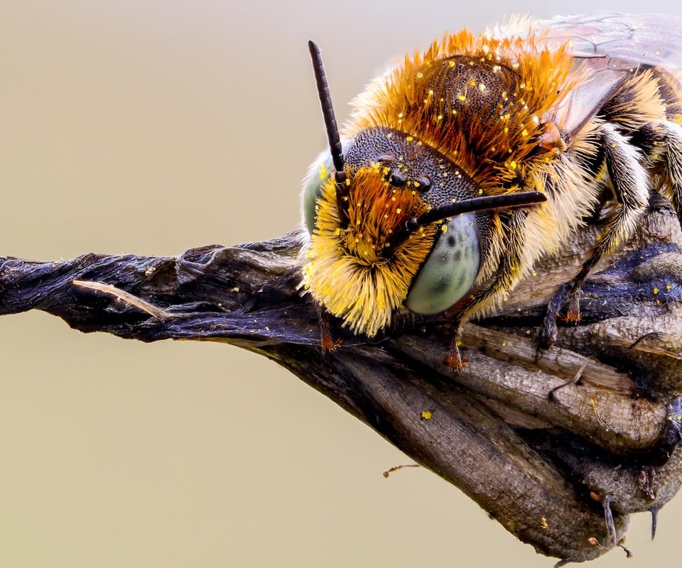 Обои глаза, макро, насекомое, фон, растение, усики, пчела, пыльца, eyes, macro, insect, background, plant, antennae, bee, pollen разрешение 3600x2250 Загрузить