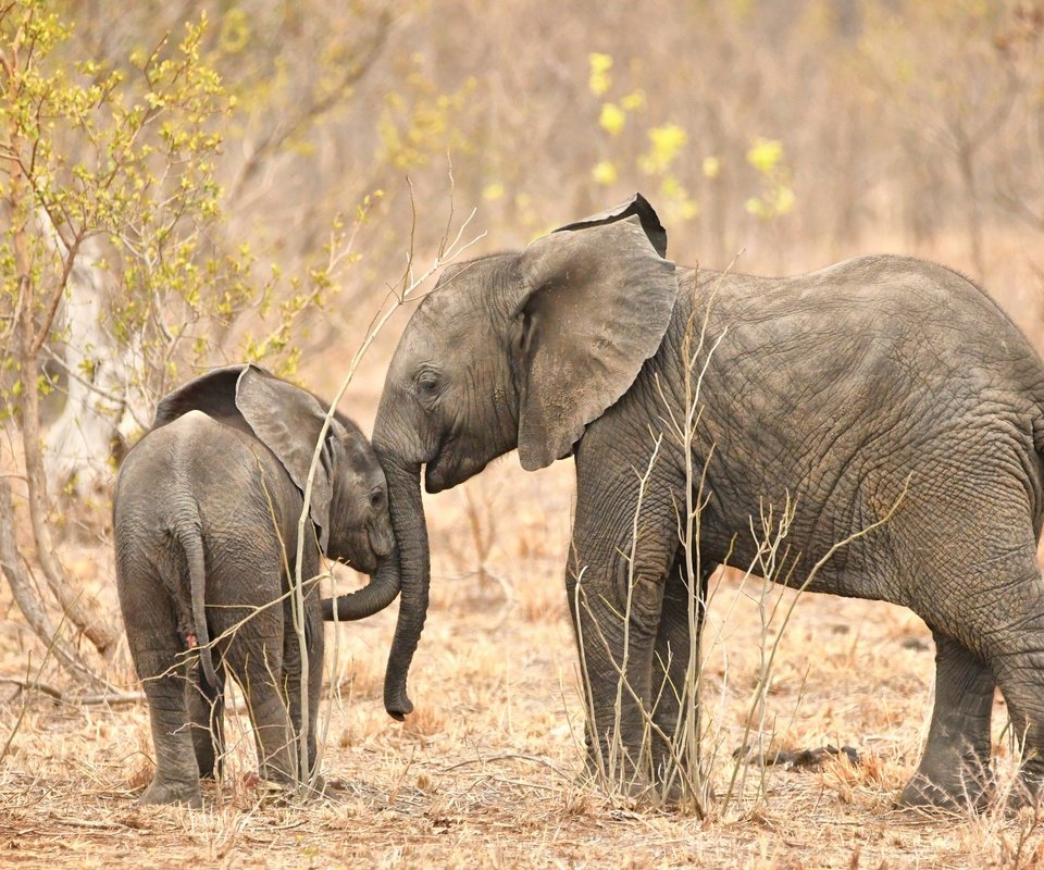 Обои природа, африка, слоны, хобот, nature, africa, elephants, trunk разрешение 2048x1365 Загрузить