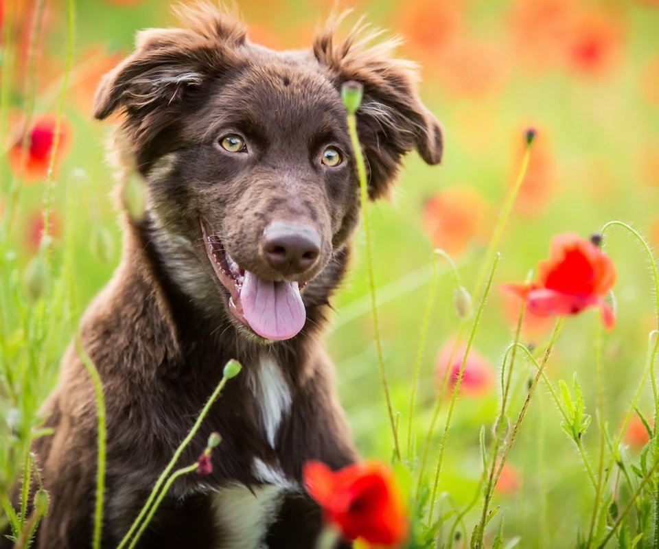 Обои цветы, природа, лето, собака, маки, язык, бордер-колли, flowers, nature, summer, dog, maki, language, the border collie разрешение 1920x1123 Загрузить