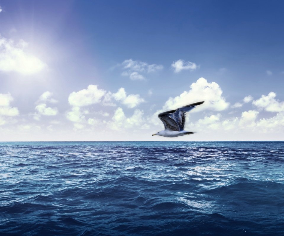Обои небо, море, чайка, океан, the sky, sea, seagull, the ocean разрешение 2560x1600 Загрузить