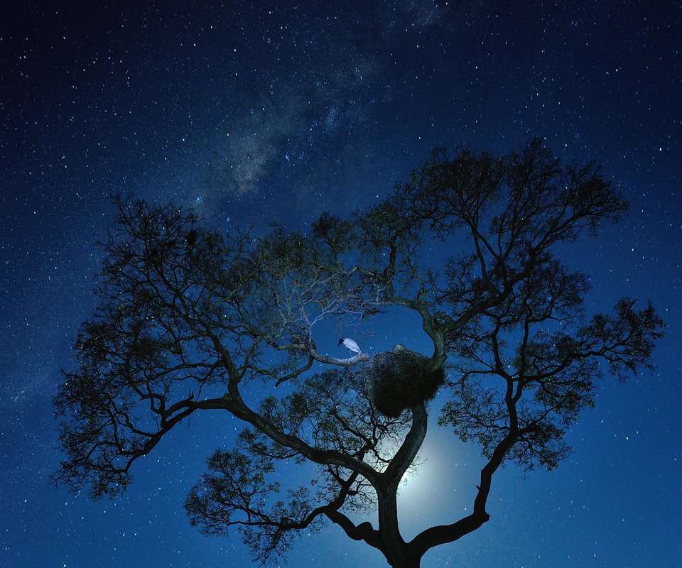 Обои ночь, дерево, звезды, гнездо, night, tree, stars, socket разрешение 1920x1200 Загрузить