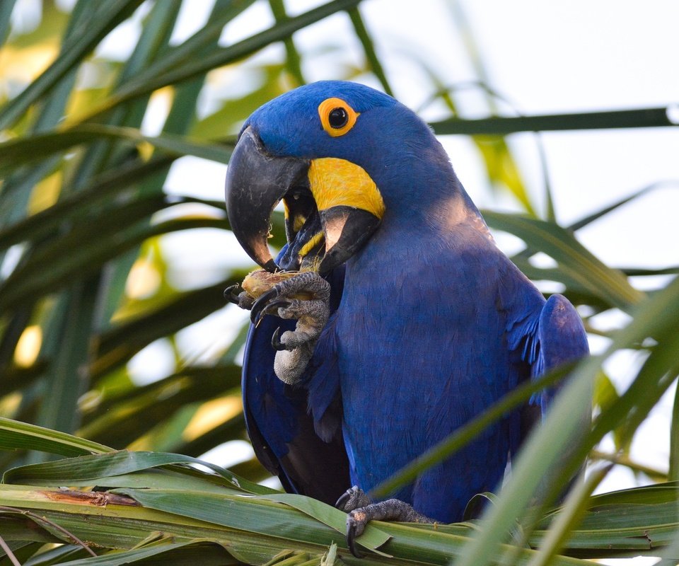 Обои растения, птица, клюв, перья, попугай, ара, plants, bird, beak, feathers, parrot, ara разрешение 2048x1365 Загрузить