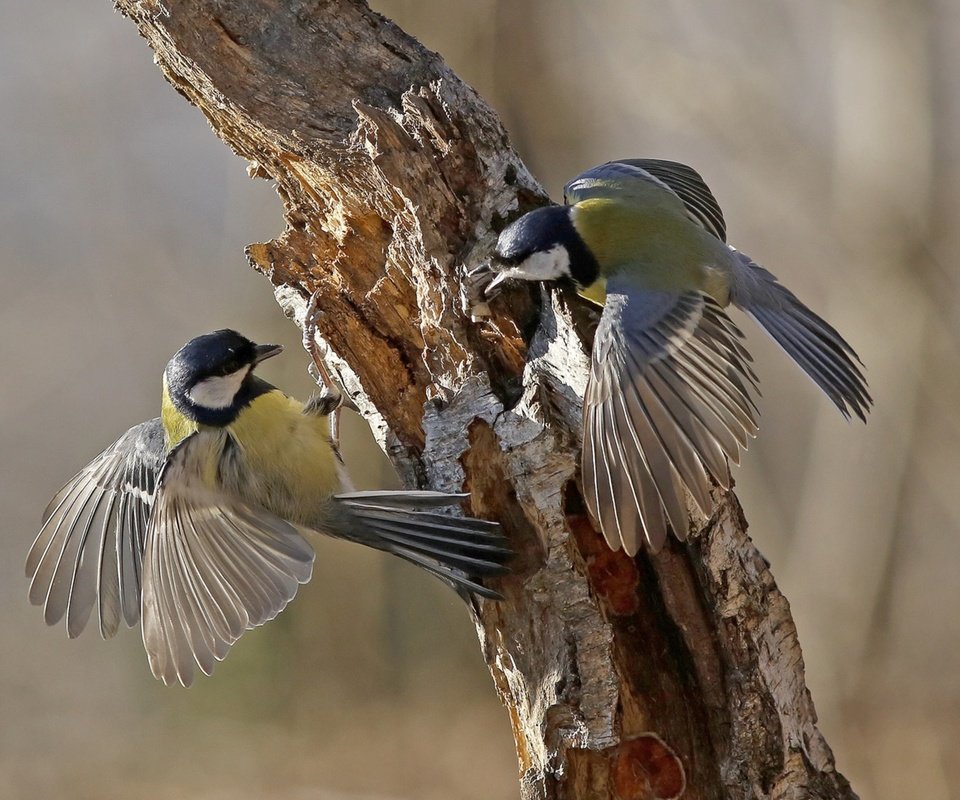 Обои дерево, крылья, птицы, клюв, перья, ствол, синицы, tree, wings, birds, beak, feathers, trunk, tits разрешение 3840x2160 Загрузить