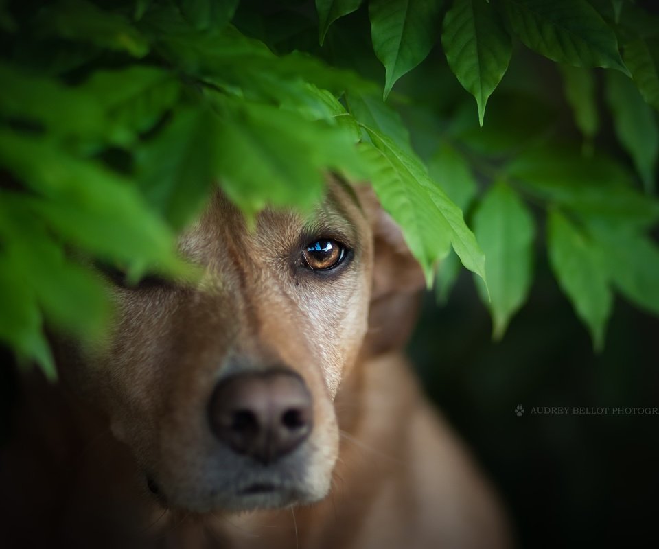 Обои листья, мордочка, взгляд, собака, leaves, muzzle, look, dog разрешение 2560x1579 Загрузить