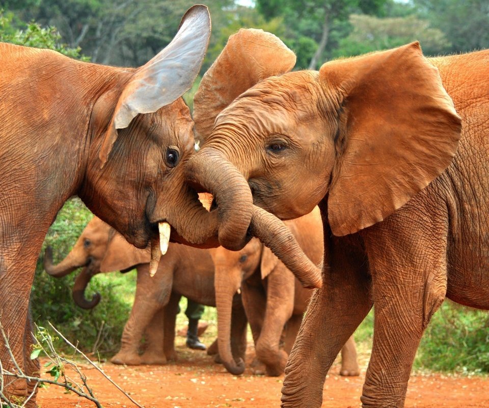 Обои природа, африка, слоны, стадо, хобот, слонята, слоняа, nature, africa, elephants, the herd, trunk, sanaa разрешение 1920x1200 Загрузить