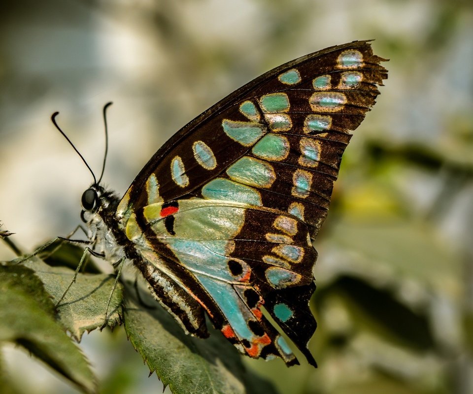 Обои природа, листья, насекомое, бабочка, крылья, nature, leaves, insect, butterfly, wings разрешение 1920x1280 Загрузить