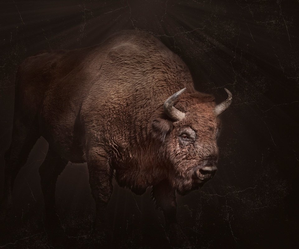 Обои фон, рога, бизон, background, horns, buffalo разрешение 2048x1365 Загрузить