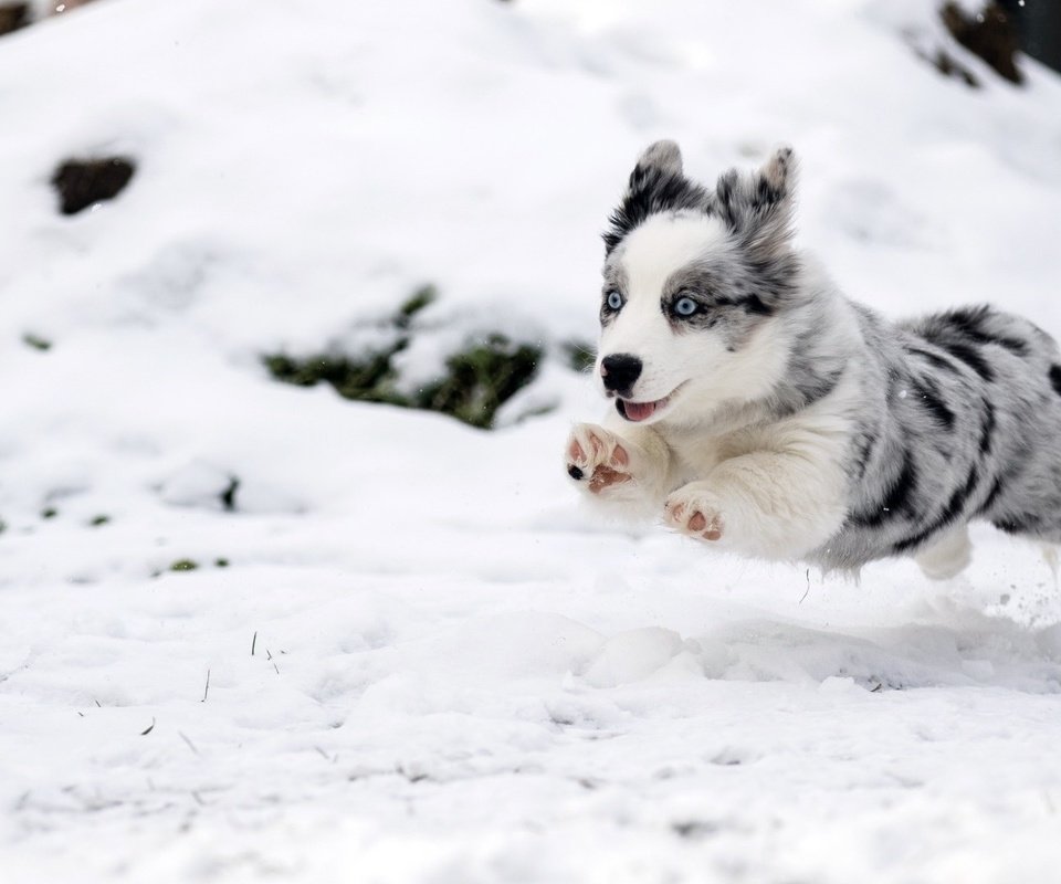 Обои снег, зима, собака, прыжок, щенок, бег, бордер-колли, snow, winter, dog, jump, puppy, running, the border collie разрешение 1920x1080 Загрузить