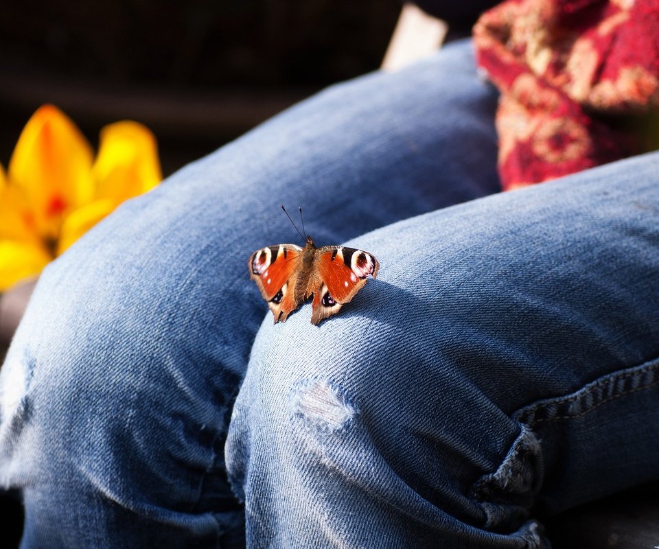 Обои цветы, насекомое, бабочка, джинсы, ноги, тюльпаны, колени, flowers, insect, butterfly, jeans, feet, tulips, knees разрешение 1920x1200 Загрузить