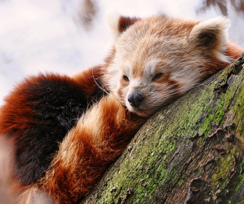 Обои дерево, мордочка, сон, красная панда, малая панда, tree, muzzle, sleep, red panda разрешение 1920x1200 Загрузить