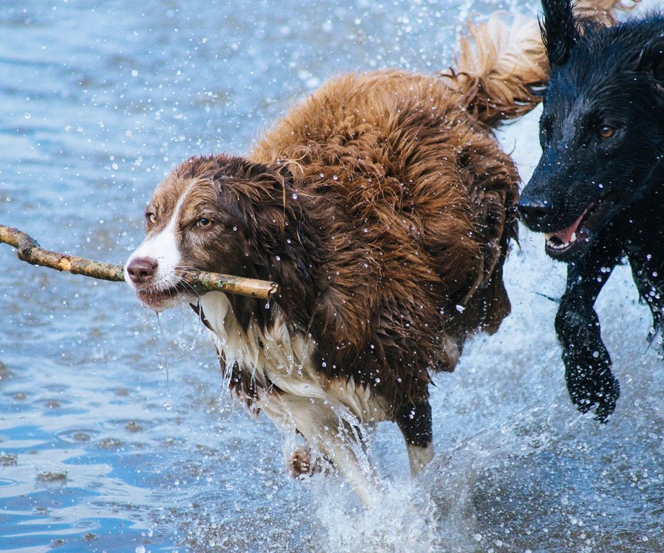 Обои вода, брызги, игра, бег, палка, собаки, бордер-колли, ньюфаундленд, water, squirt, the game, running, stick, dogs, the border collie, newfoundland разрешение 2560x1600 Загрузить