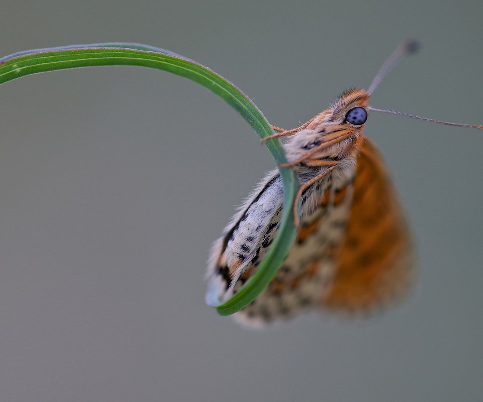 Обои трава, макро, насекомое, бабочка, крылья, травинка, grass, macro, insect, butterfly, wings, a blade of grass разрешение 1920x1200 Загрузить