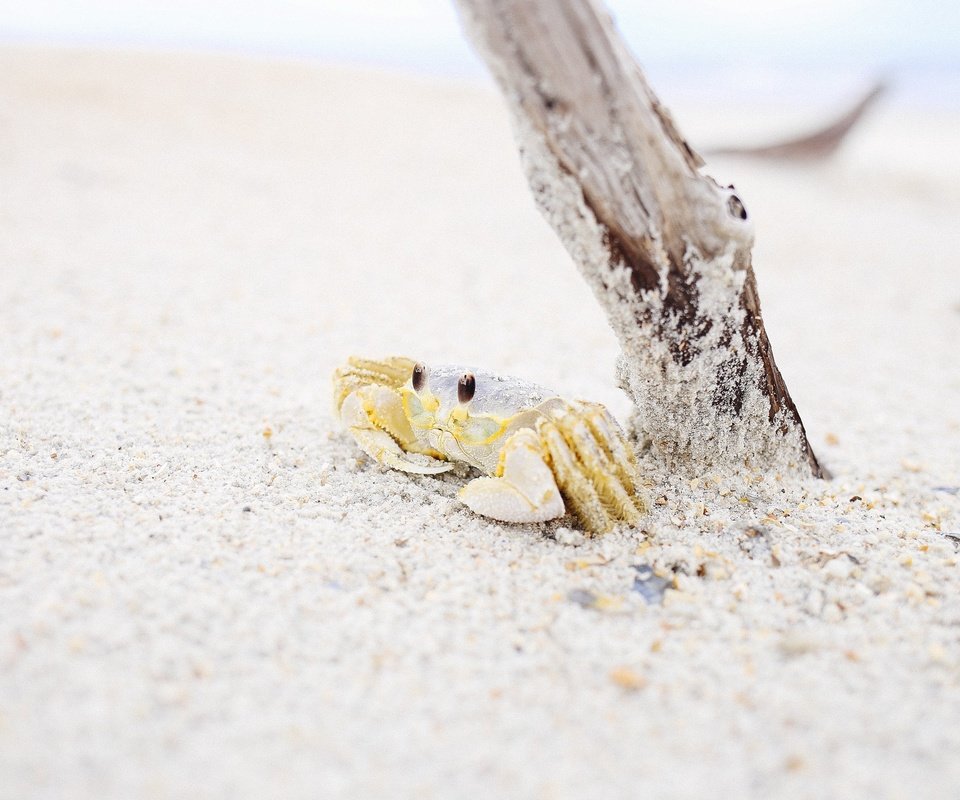 Обои природа, дерево, берег, песок, пляж, краб, nature, tree, shore, sand, beach, crab разрешение 2736x1824 Загрузить