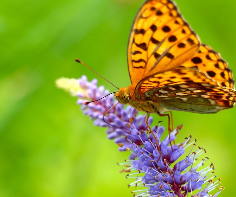 Обои насекомое, цветок, бабочка, крылья, insect, flower, butterfly, wings разрешение 1920x1200 Загрузить