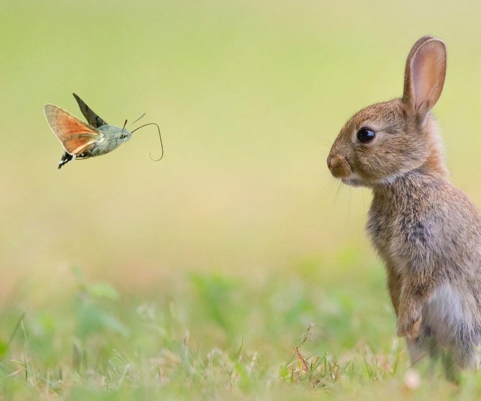 Обои трава, природа, насекомое, животные, луг, кролик, заяц, мотылек, grass, nature, insect, animals, meadow, rabbit, hare, moth разрешение 1920x1080 Загрузить