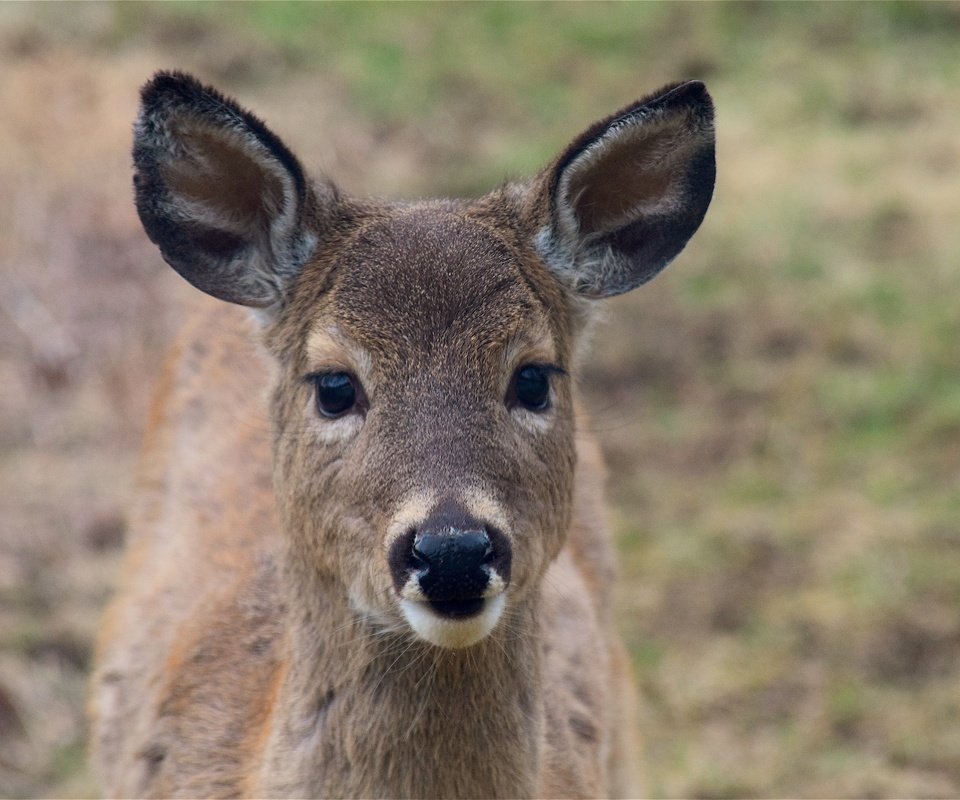Обои морда, олень, взгляд, уши, face, deer, look, ears разрешение 4496x3000 Загрузить