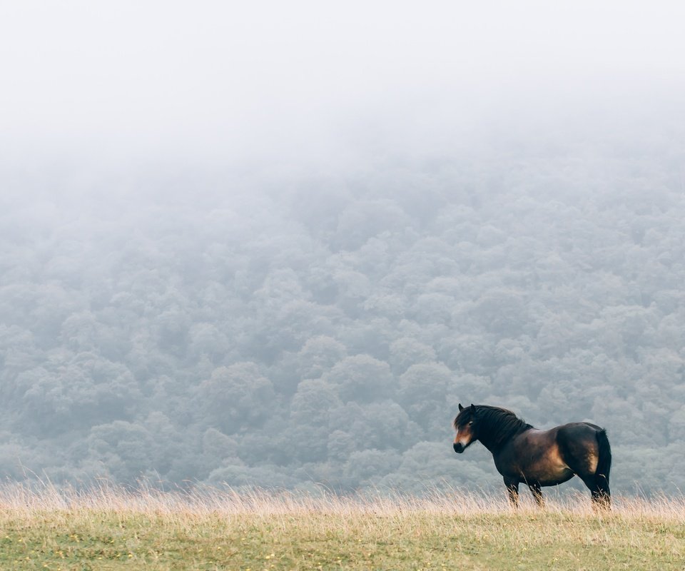 Обои лошадь, природа, туман, поле, конь, грива, horse, nature, fog, field, mane разрешение 4095x2730 Загрузить