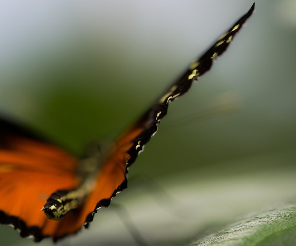 Обои природа, макро, бабочка, крылья, насекомые, размытость, nature, macro, butterfly, wings, insects, blur разрешение 2560x1440 Загрузить