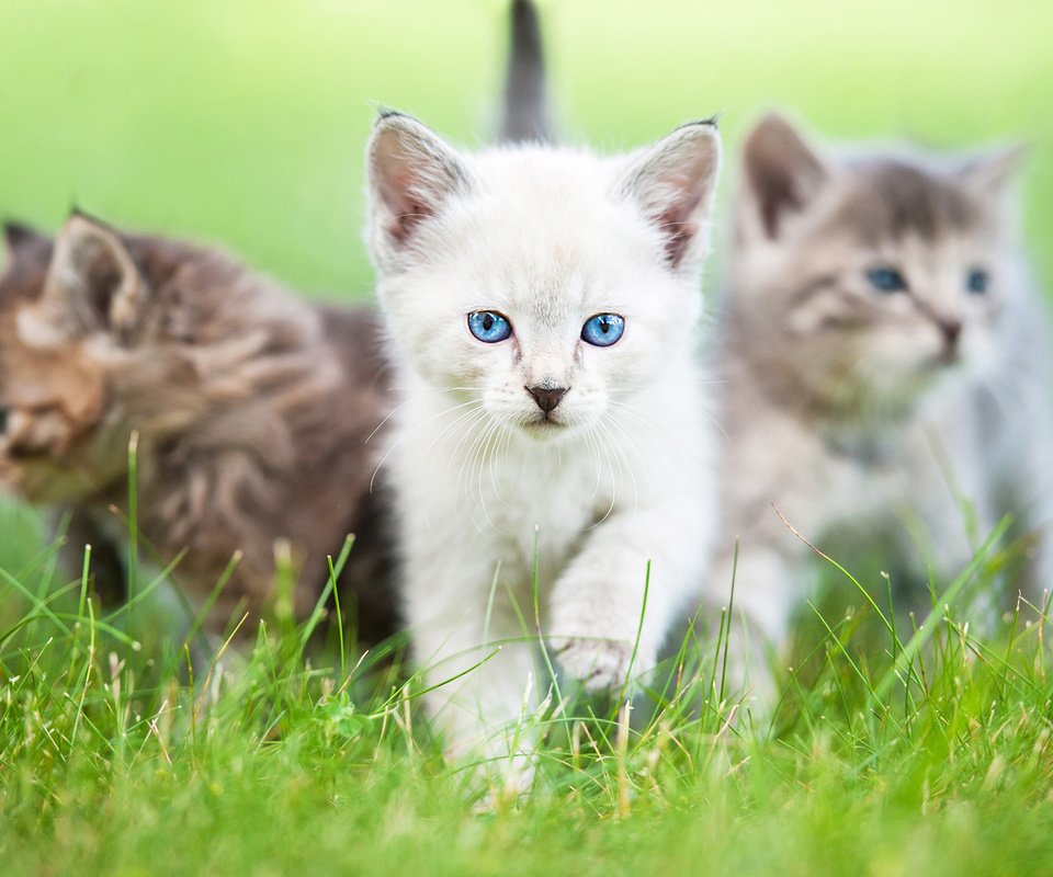 Обои глаза, трава, взгляд, коты, кошки, котята, rita kochmarjova, eyes, grass, look, cats, kittens разрешение 2560x1600 Загрузить