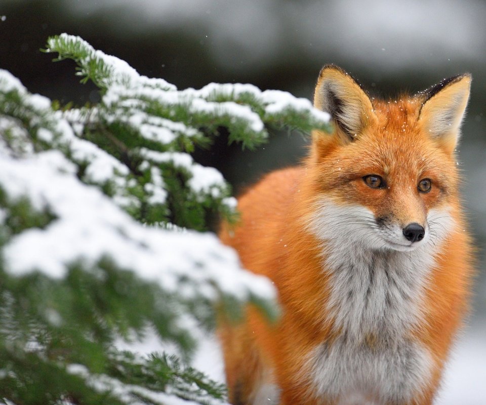 Обои снег, хвоя, зима, ветки, взгляд, лиса, лисица, snow, needles, winter, branches, look, fox разрешение 1920x1200 Загрузить
