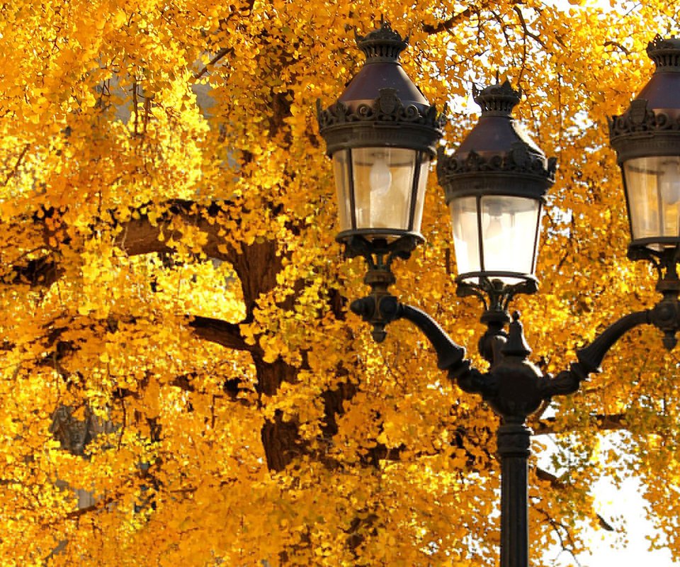 Обои дерево, листья, макро, осень, фонарь, tree, leaves, macro, autumn, lantern разрешение 1920x1200 Загрузить