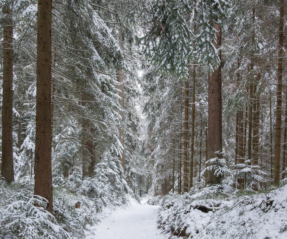 Обои деревья, guido de kleijn, река, снег, природа, лес, зима, стволы, тропинка, trees, river, snow, nature, forest, winter, trunks, path разрешение 3840x2400 Загрузить