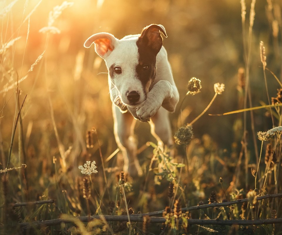 Обои свет, природа, утро, мордочка, взгляд, собака, щенок, друг, light, nature, morning, muzzle, look, dog, puppy, each разрешение 3478x1957 Загрузить