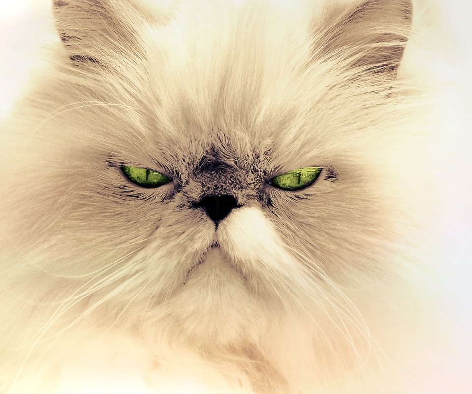 Обои глаза, фон, усы, кошка, взгляд, персидская кошка, eyes, background, mustache, cat, look, persian cat разрешение 3872x2592 Загрузить