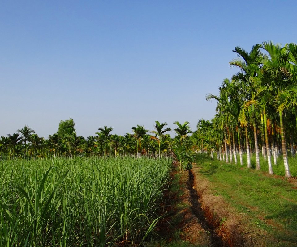 Обои трава, пальмы, плантации, урожай дорожка, grass, palm trees, plantation, vintage track разрешение 4719x3235 Загрузить