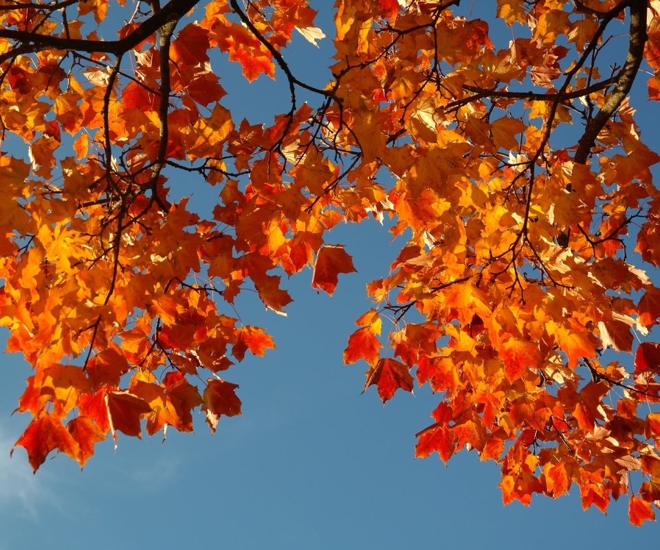 Обои небо, ветка, листья, осень, the sky, branch, leaves, autumn разрешение 5472x3648 Загрузить
