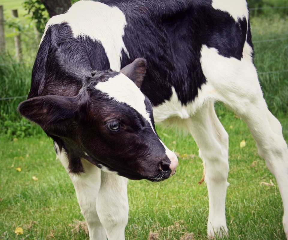 Обои трава, пастбище, животное, корова, телёнок, grass, pasture, animal, cow, calf разрешение 2844x2304 Загрузить