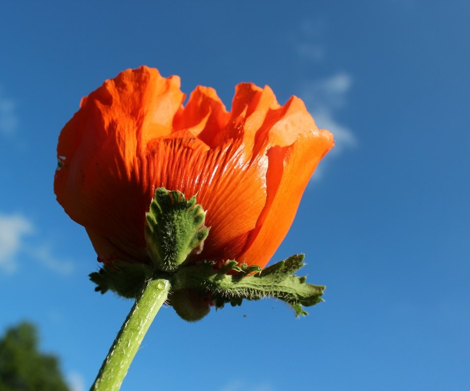 Обои небо, природа, цветок, красный, мак, макросъемка, стебель, the sky, nature, flower, red, mac, macro, stem разрешение 5184x3456 Загрузить