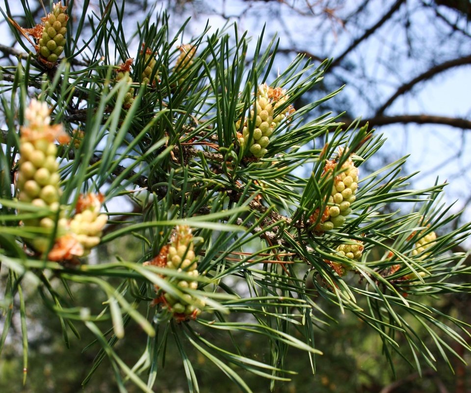 Обои природа, дерево, хвоя, ветки, шишки, сосна, nature, tree, needles, branches, bumps, pine разрешение 3072x2048 Загрузить