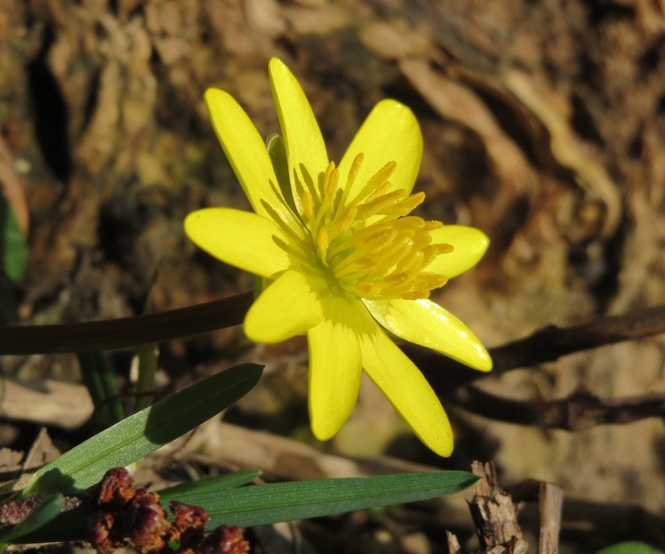 Обои желтый, цветок, лепестки, весна, лютик, ficaria verna, чистяк весенний, yellow, flower, petals, spring, buttercup, the chistyakov spring разрешение 3648x2736 Загрузить