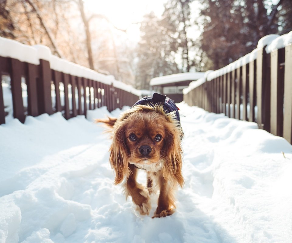 Обои снег, зима, собака, прогулка, спаниель, кокер-спаниель, snow, winter, dog, walk, spaniel, cocker spaniel разрешение 5000x3333 Загрузить